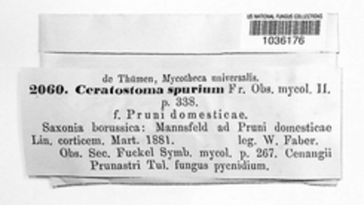 Ceratostoma spurium image